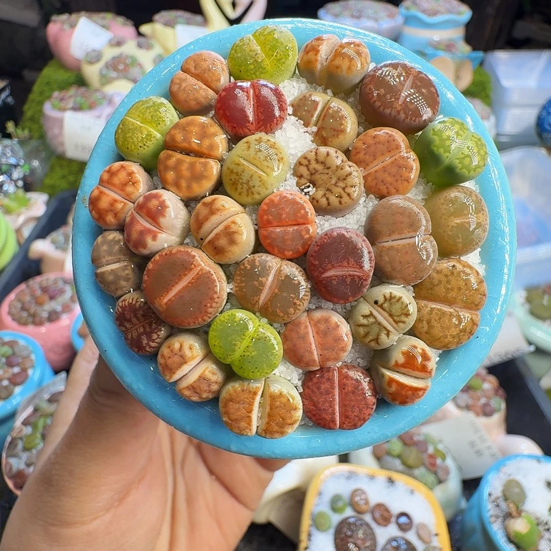 多肉葡萄干和水果1350