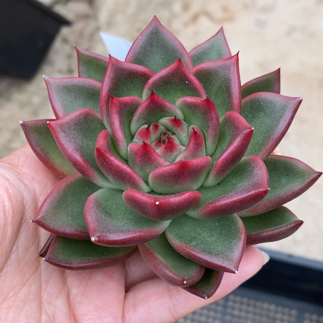 无花朵140 号东云系多肉植物