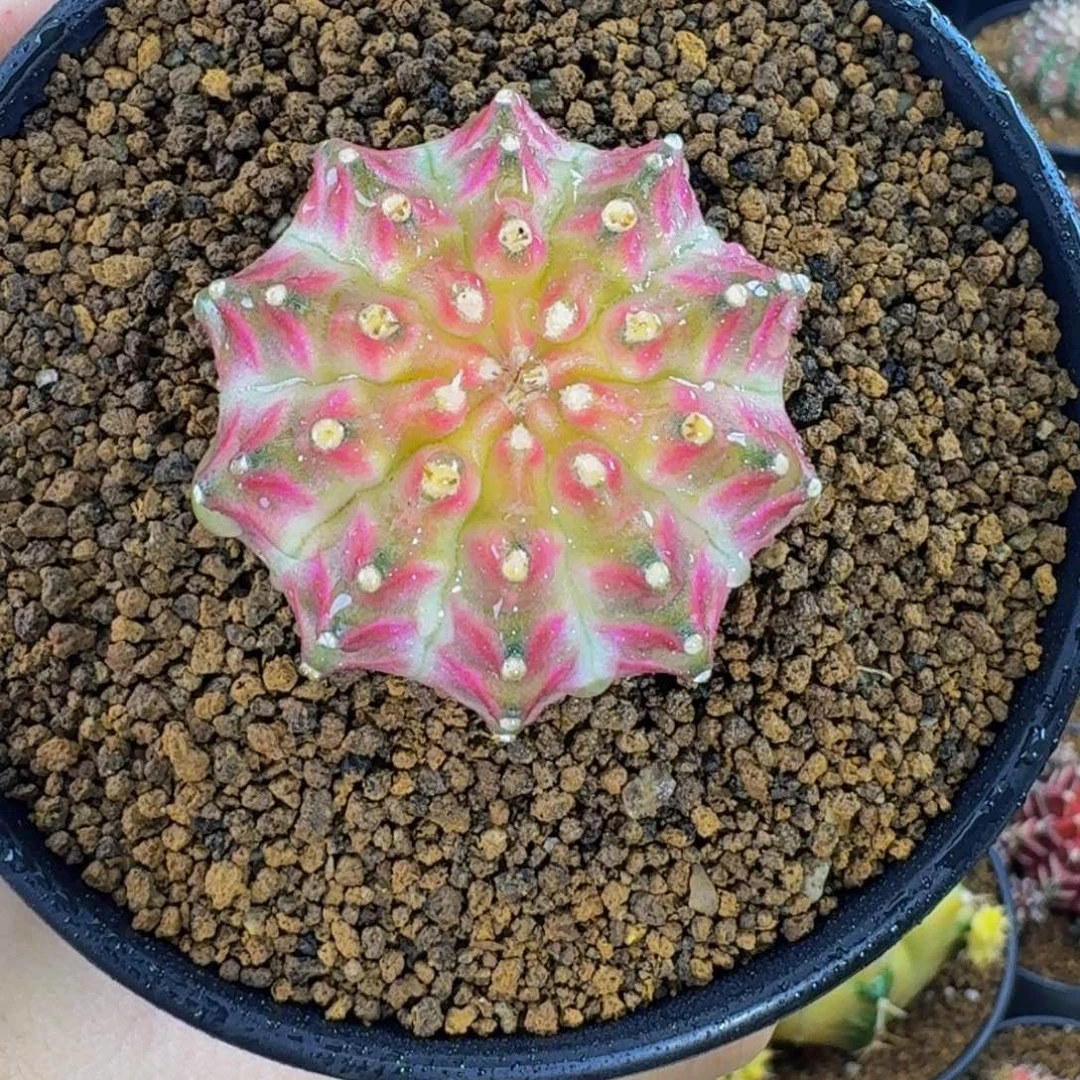 米哈星球00000000088