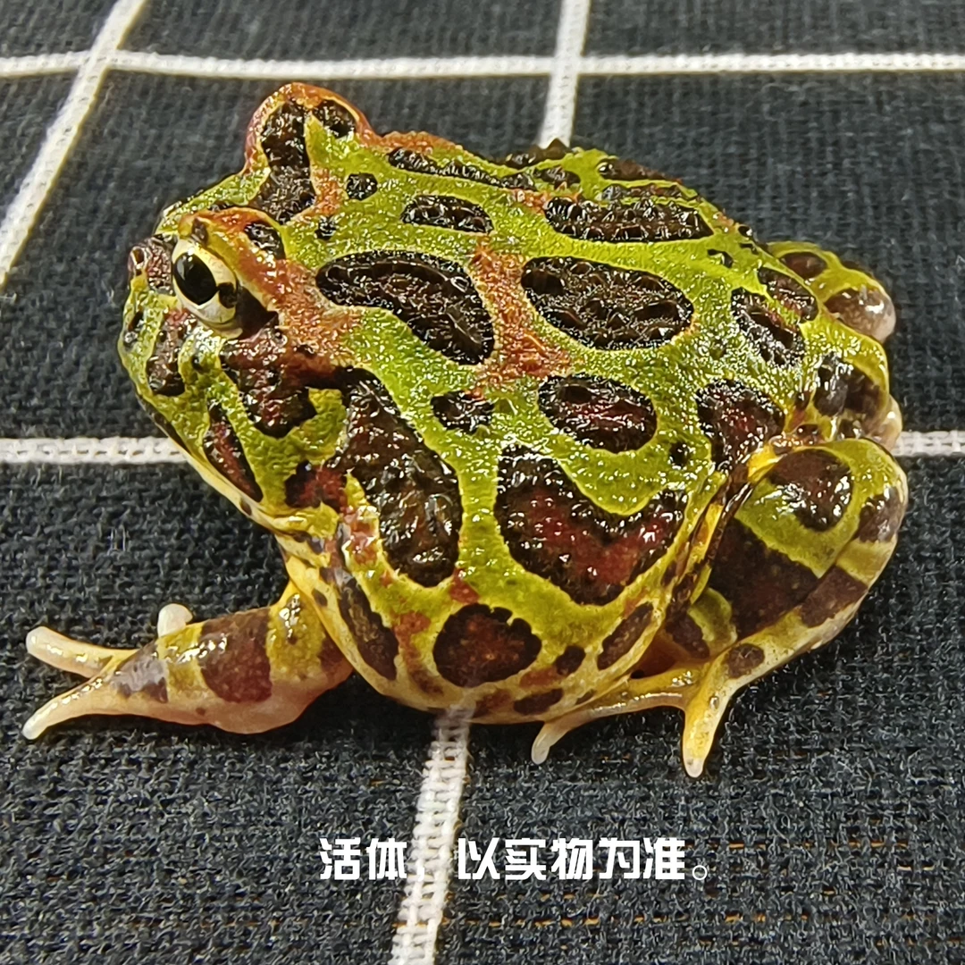 角蛙活物活体小宠物两栖爬宠