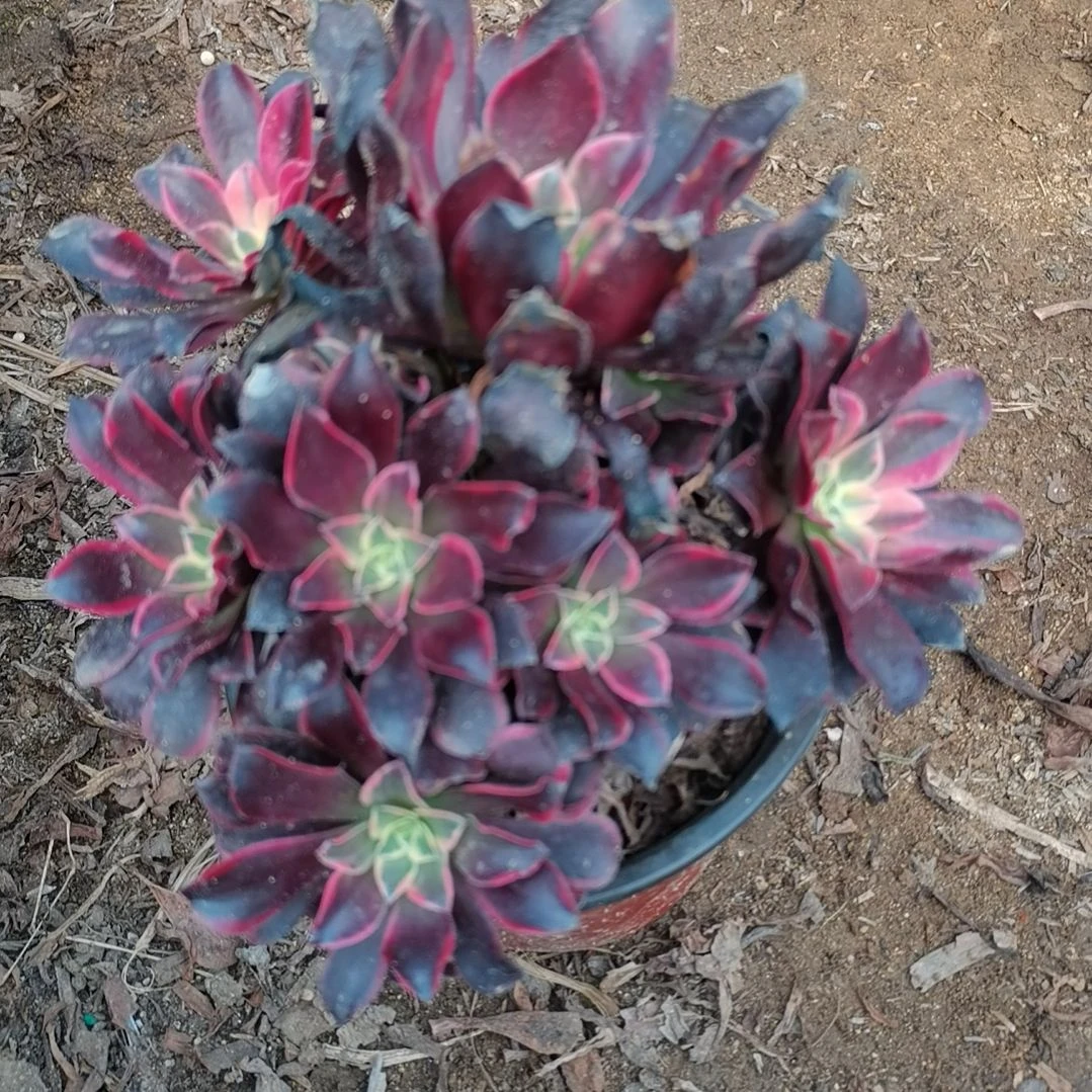 美杜莎金丝雀法师多肉法师25