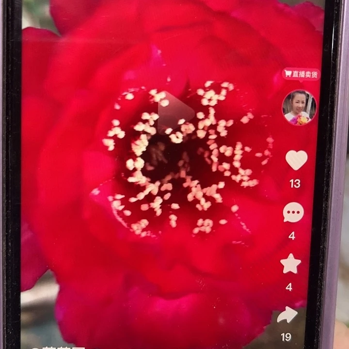 丽花红牡丹侧芽嫁接用