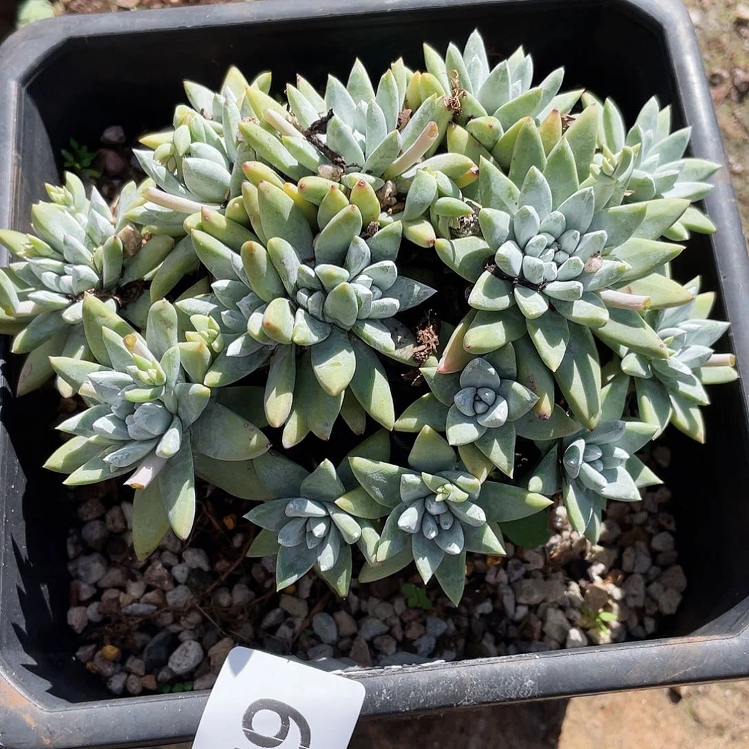 花朵白姆老桩8879