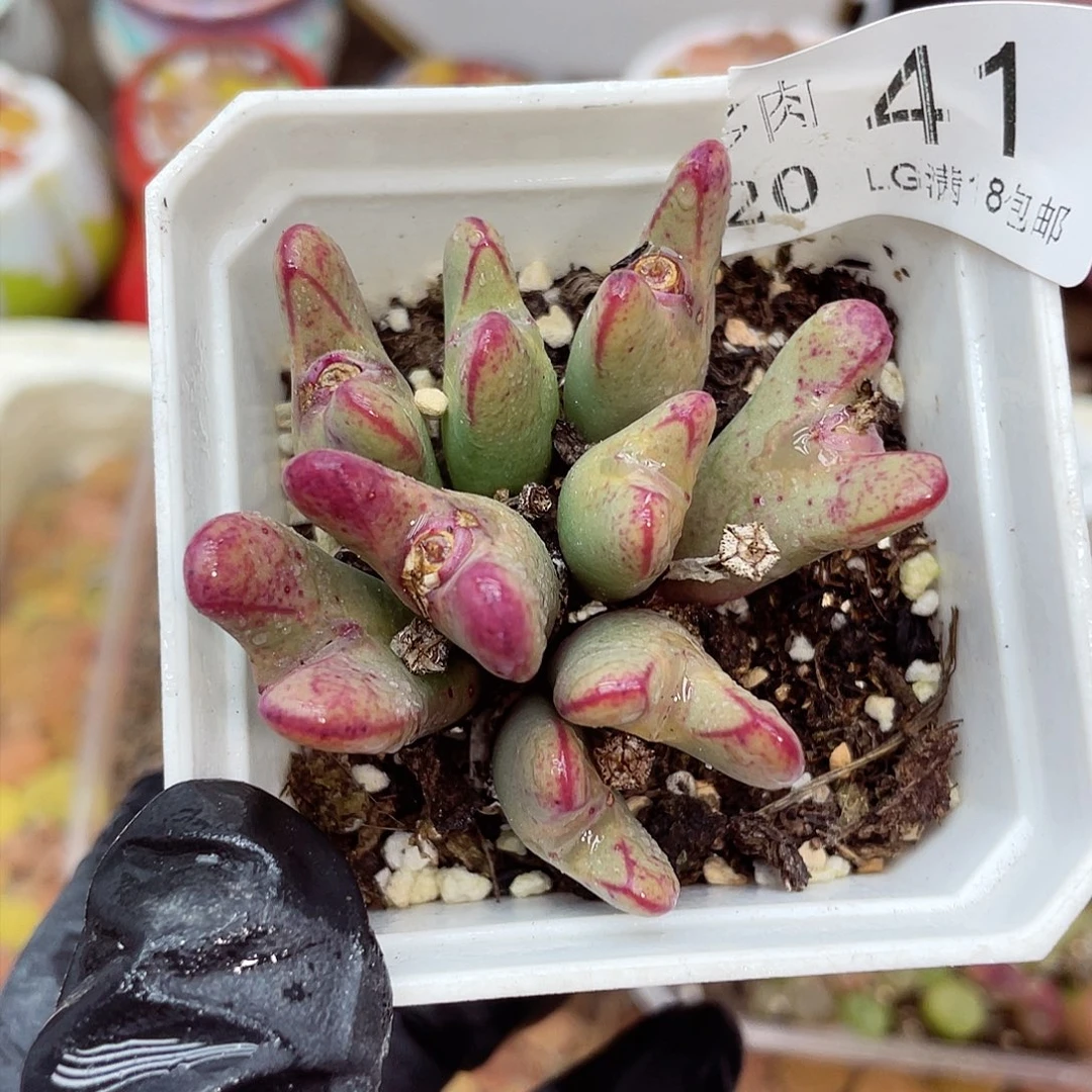 生石花满18包邮20-41