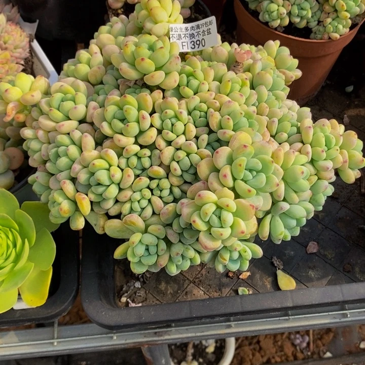 劳尔罗琦20cm390多肉植物