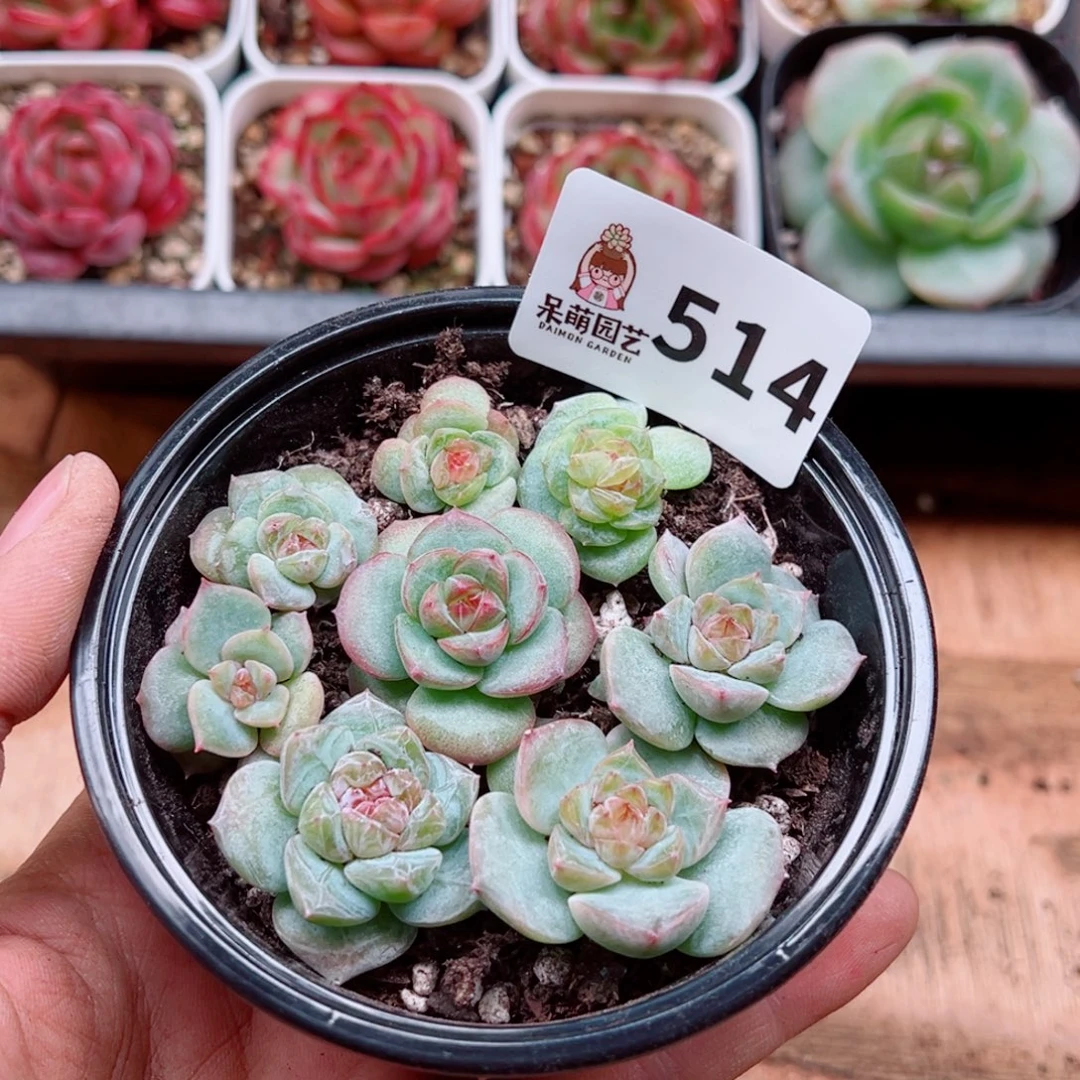 多肉植物多肉植物