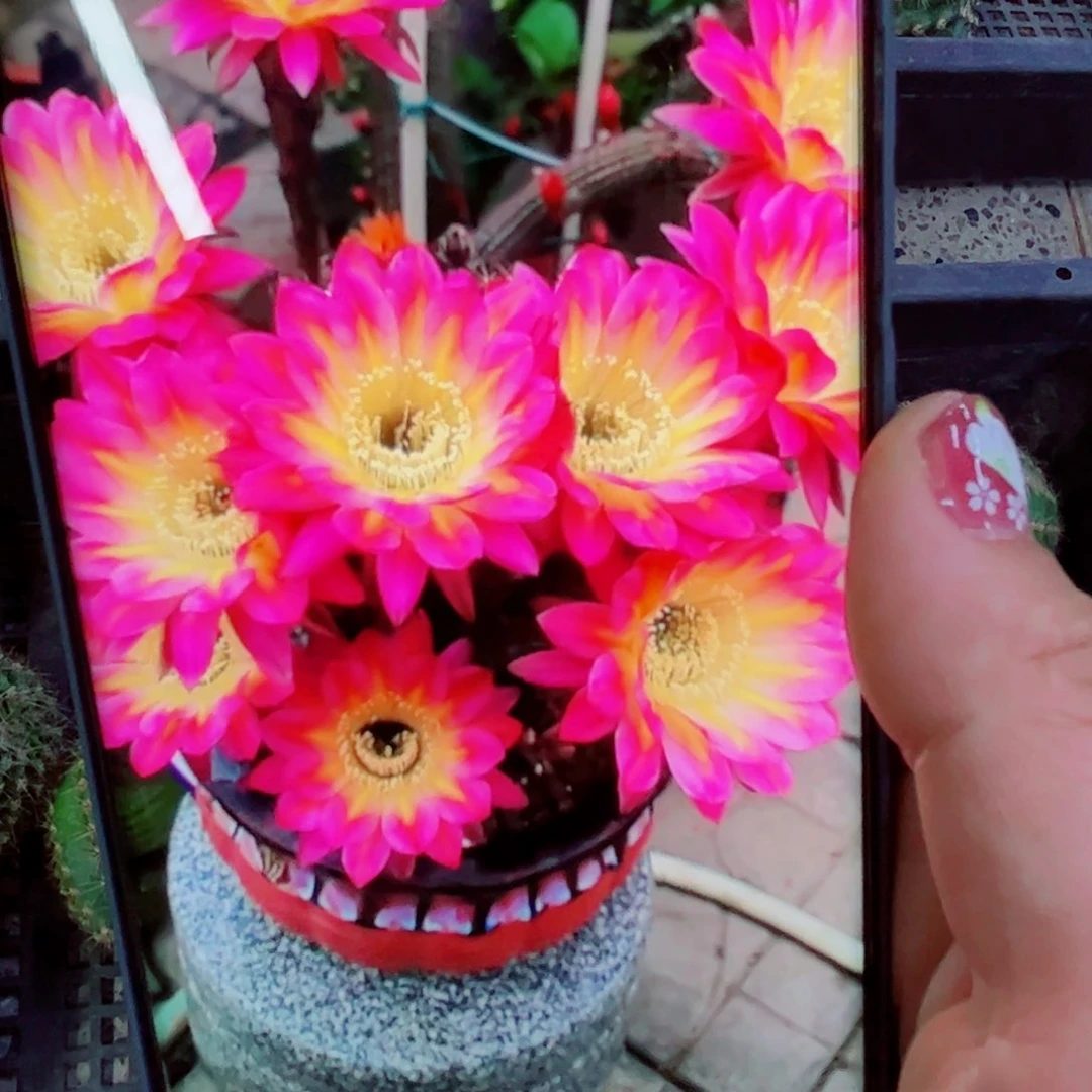 下65彩草莲花灯歪无根侧芽4公分左右20包邮