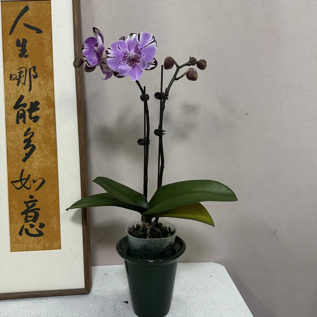蝴蝶兰《闪边米奇》全场任意两颗包邮 紫色系 室内高端花卉