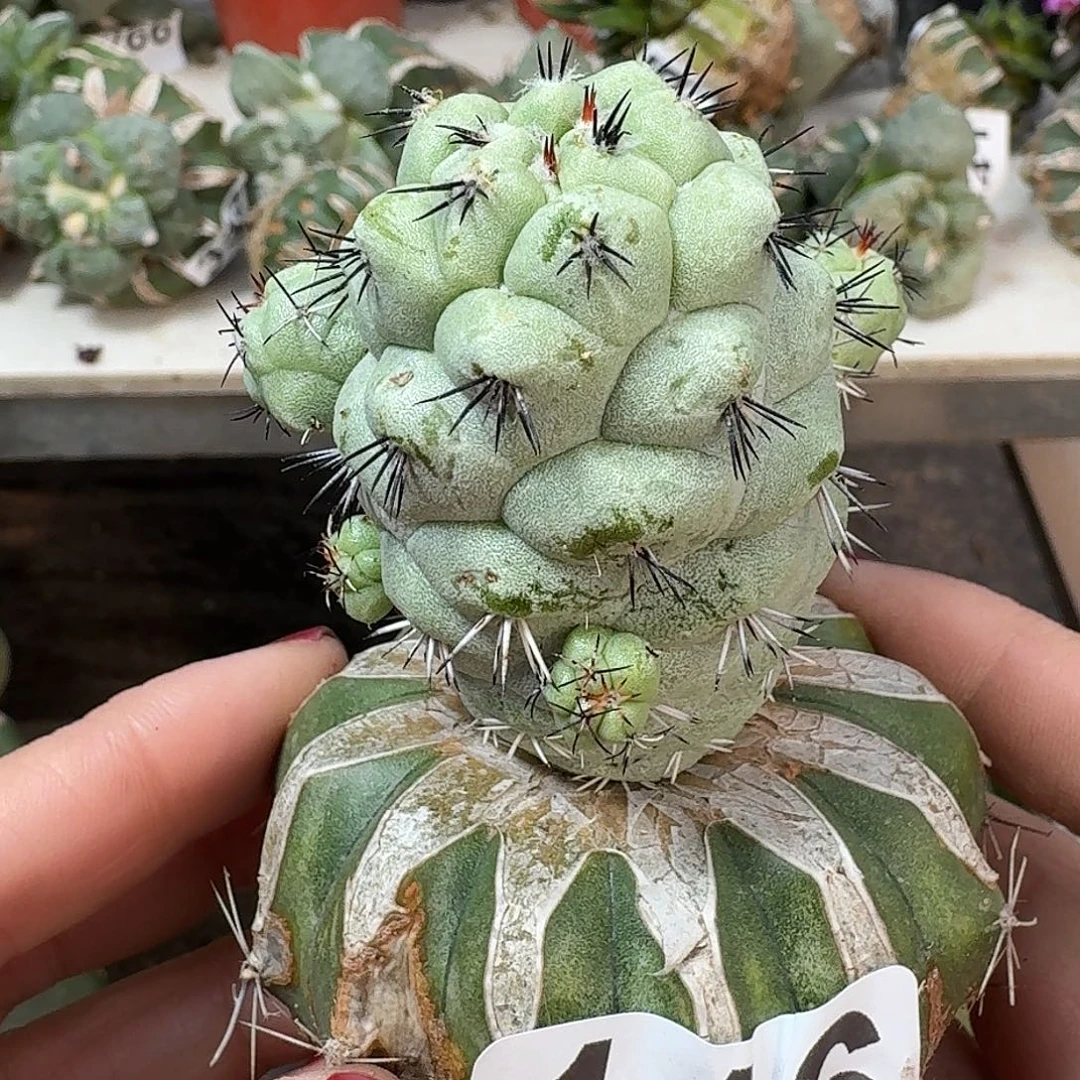 无花朵苗接大型帝王丸116