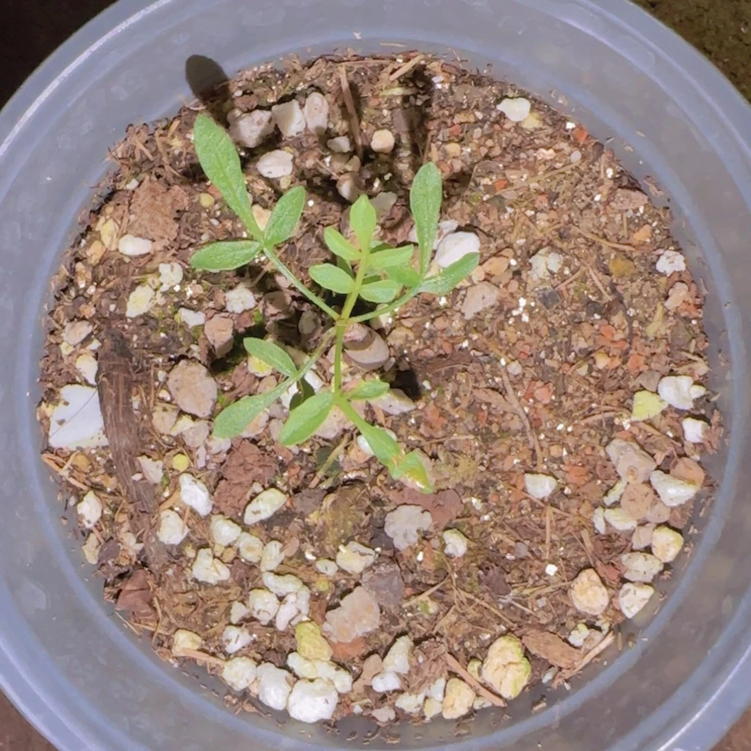 霸***虫块根植物块根植物