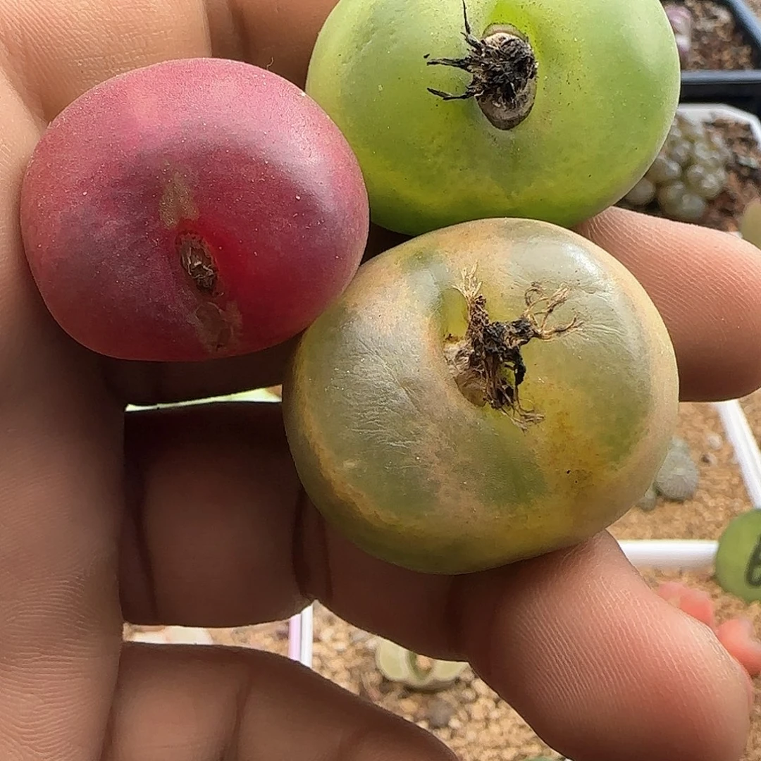 茳**姐28包邮脱土发货27103