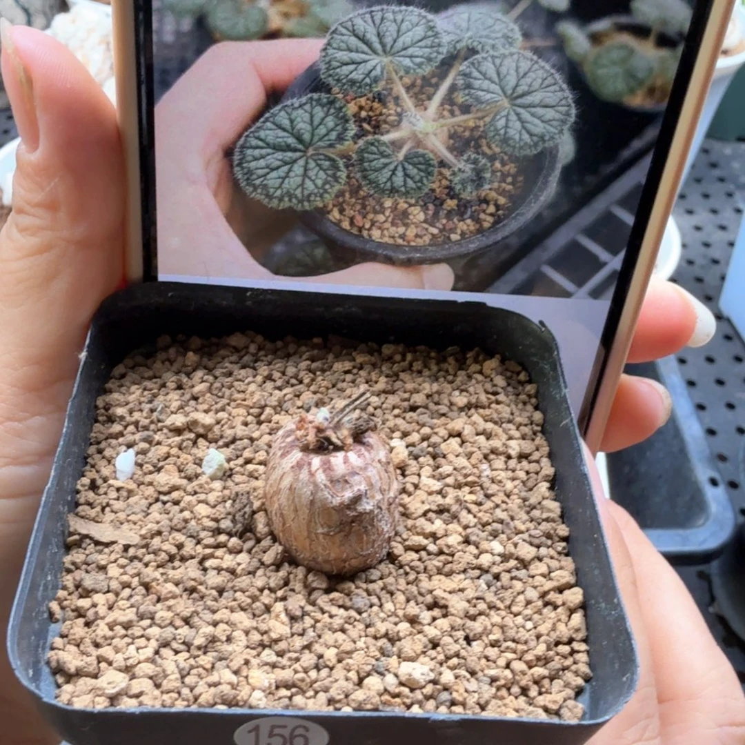 圆叶洋葵156仙人掌