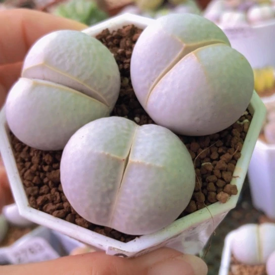 2604，3-3.3厘米有老疤