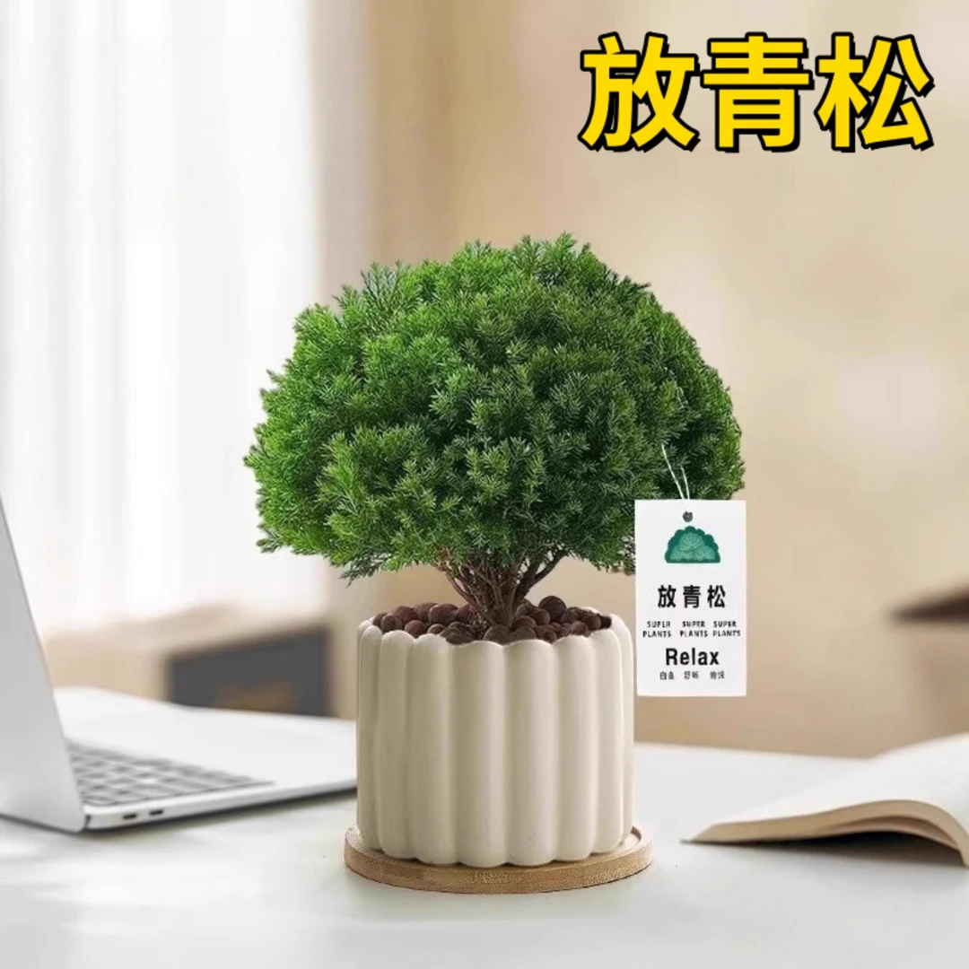 雾凇小盆栽懒人好养办公室桌面观赏解压绿植摆件小清新放轻松植物