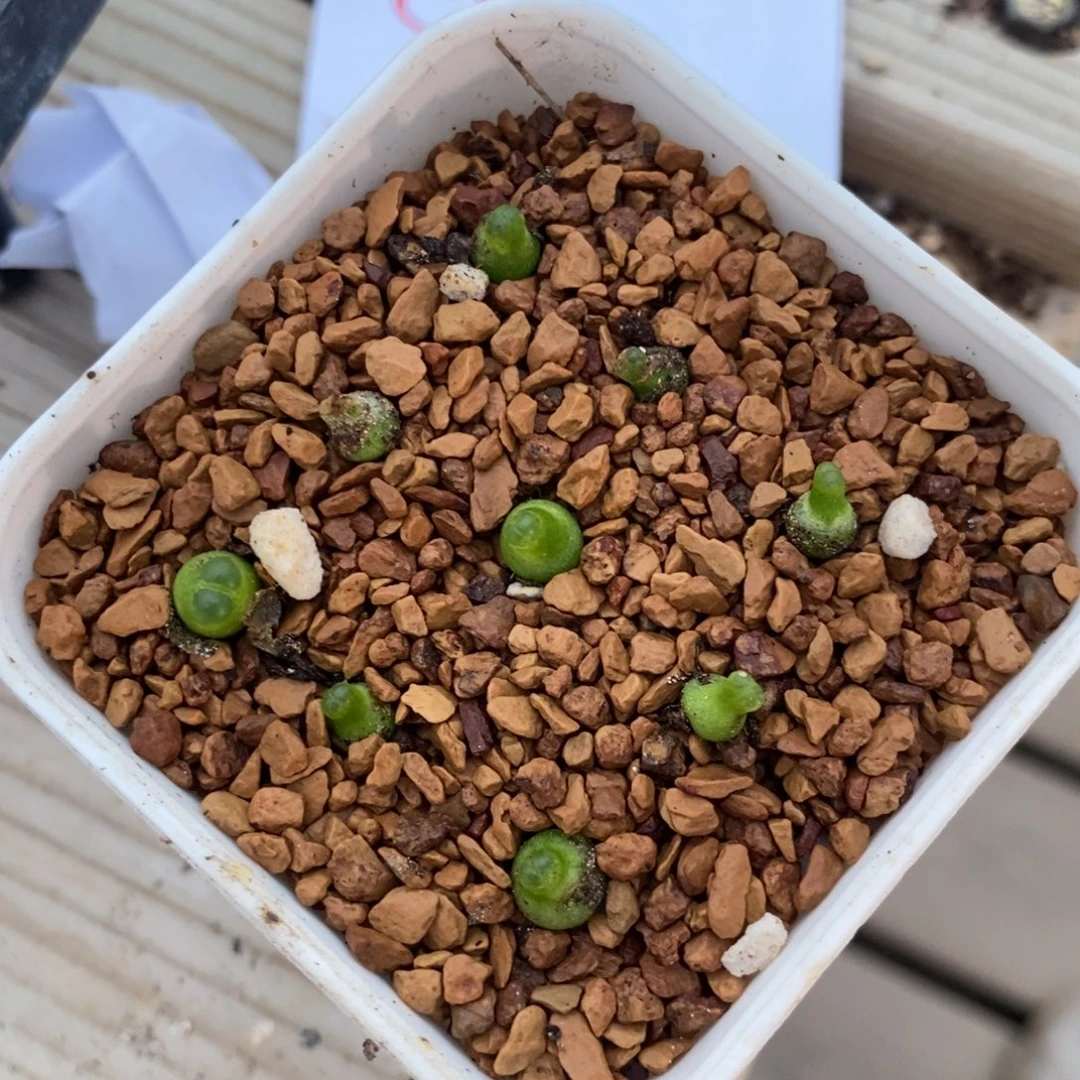 5326。  小葫芦一盒九颗。 可寄养。