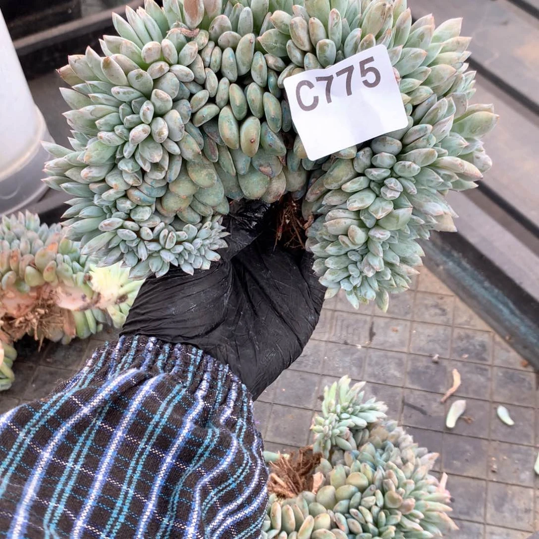 C775 瑕疵处理 售后范围：签收起7天内