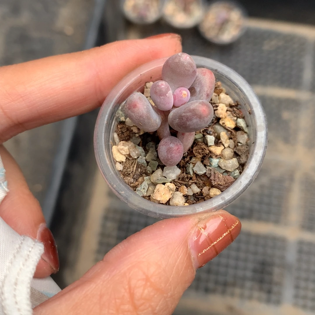 彩虹哈哈哈哈哈哈哈