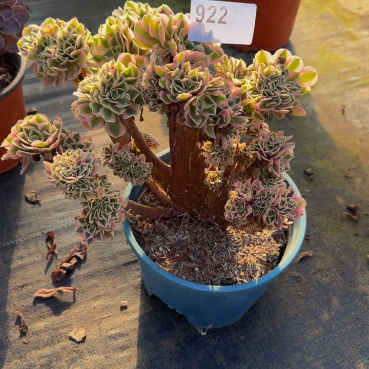 000000000922女巫缀