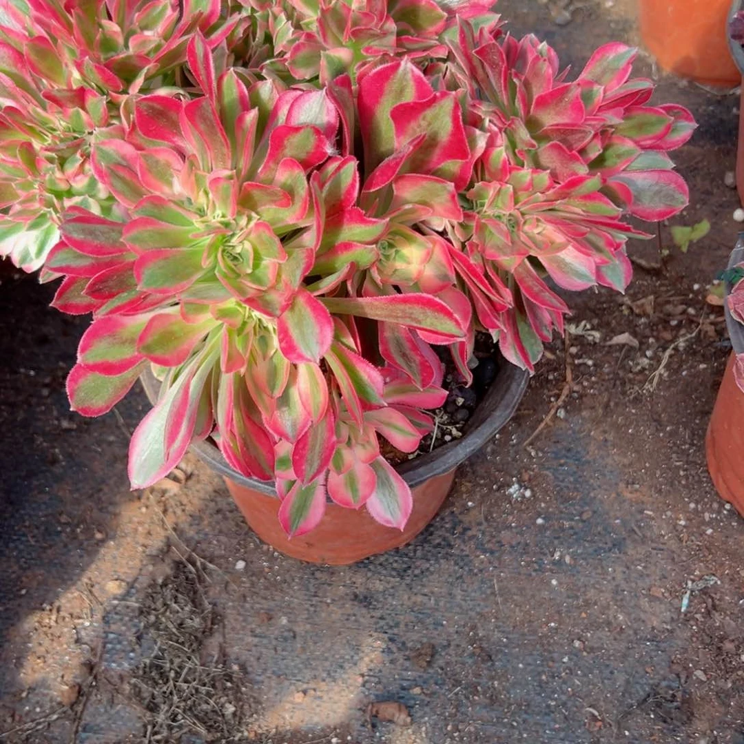 521 号多肉法师植物