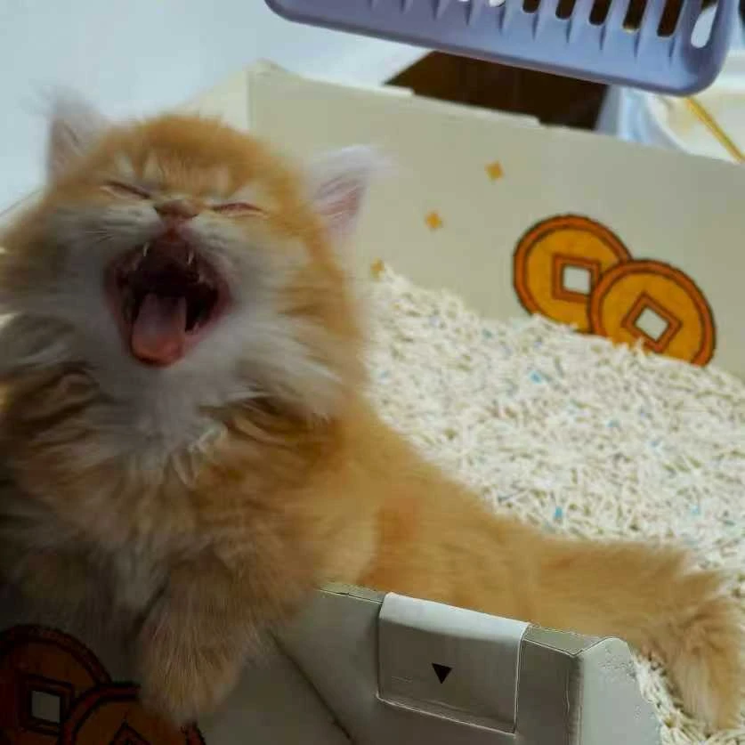 阿梦的猫猫（纯自家繁育）