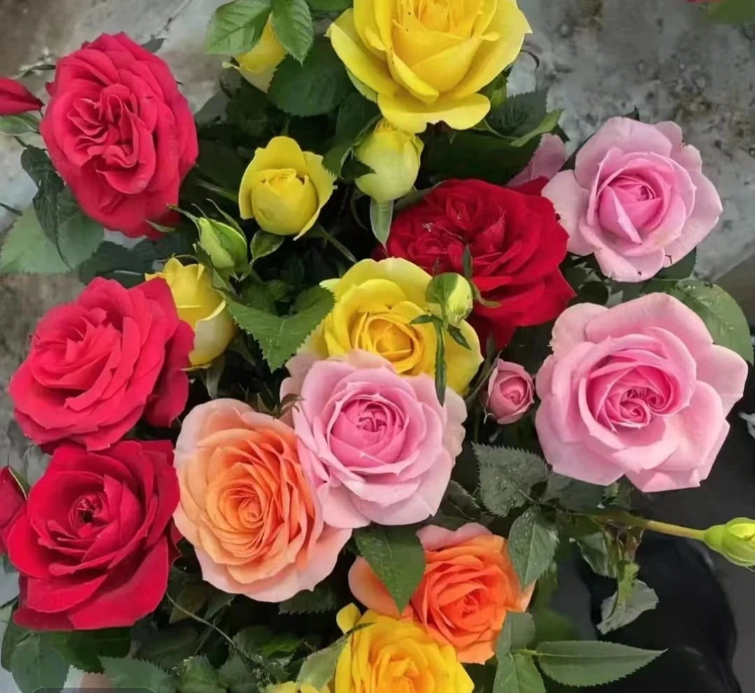 《 混色》月季 1加仑盆 丰花勤花