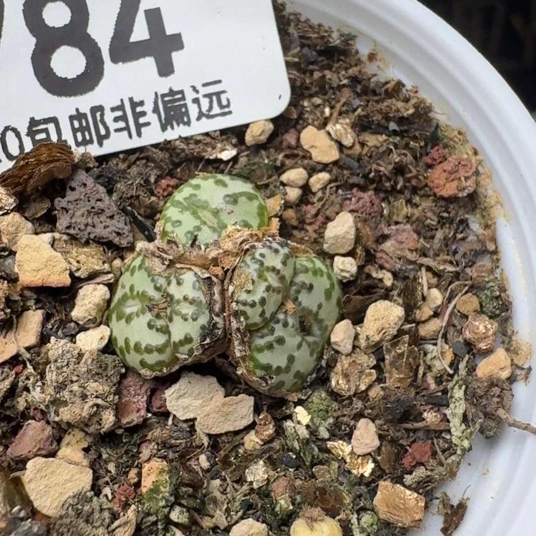 带盆土。              784