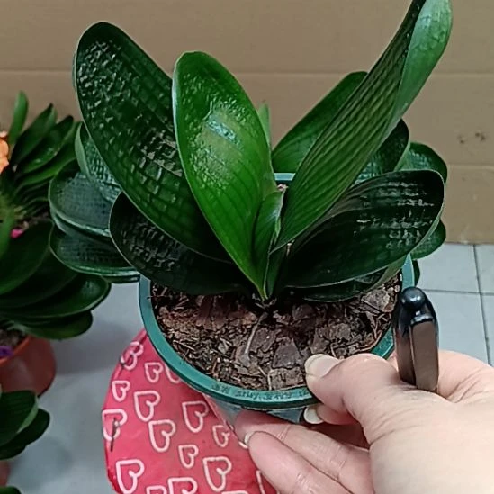 完全开放君子兰麻脸苗