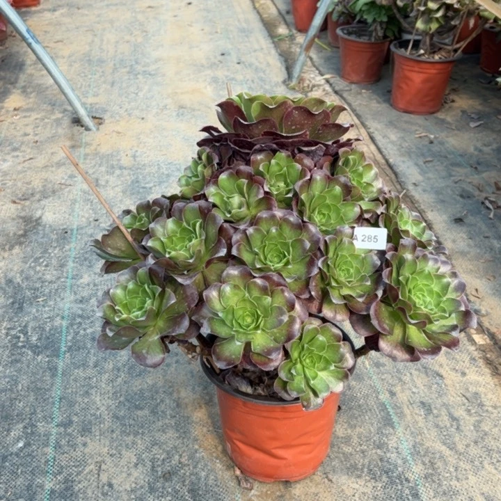 笑***尘285魅金玫瑰多肉多肉多肉