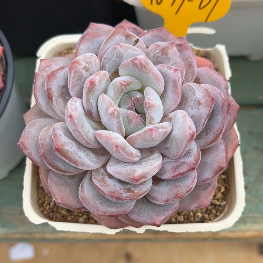 10-19-09蜜橙多肉植物
