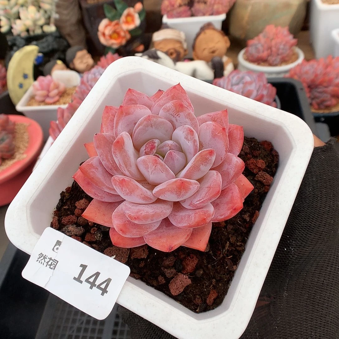 144果冻橙多肉植物666