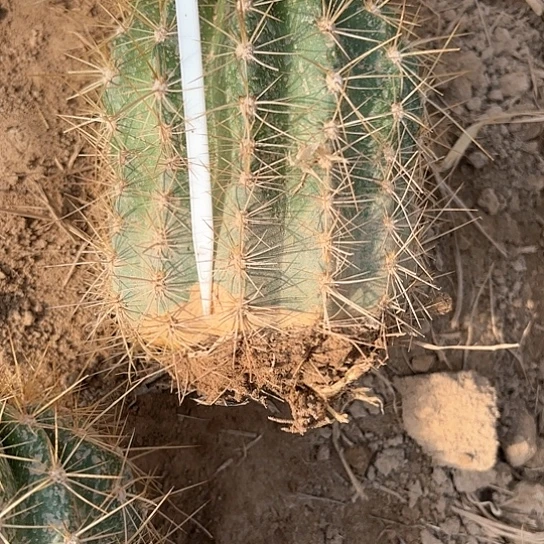 锦*毛花柱 格格 a47128