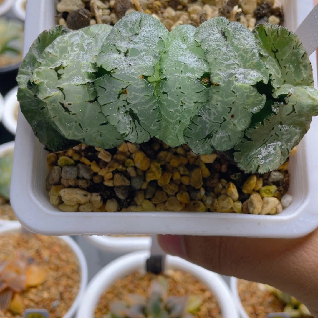 34.十二巨大化虎姬玉扇。
