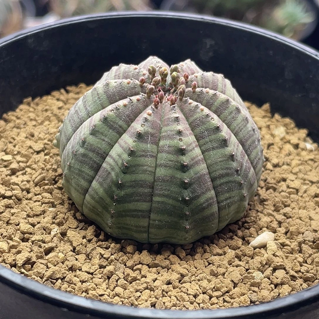 实生艳肌斑马神玉布纹球