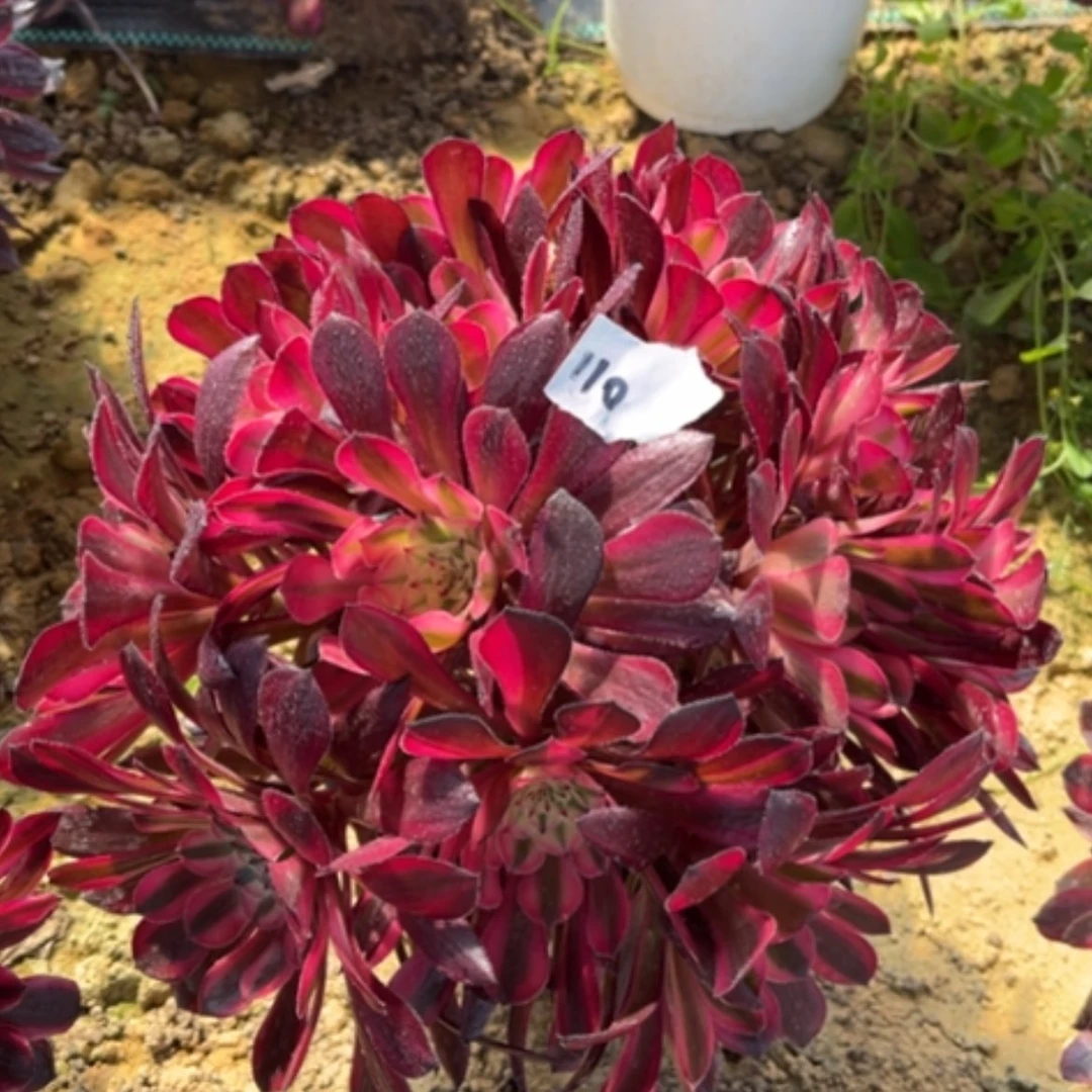 【闪购商品】110月亮女神多肉法师