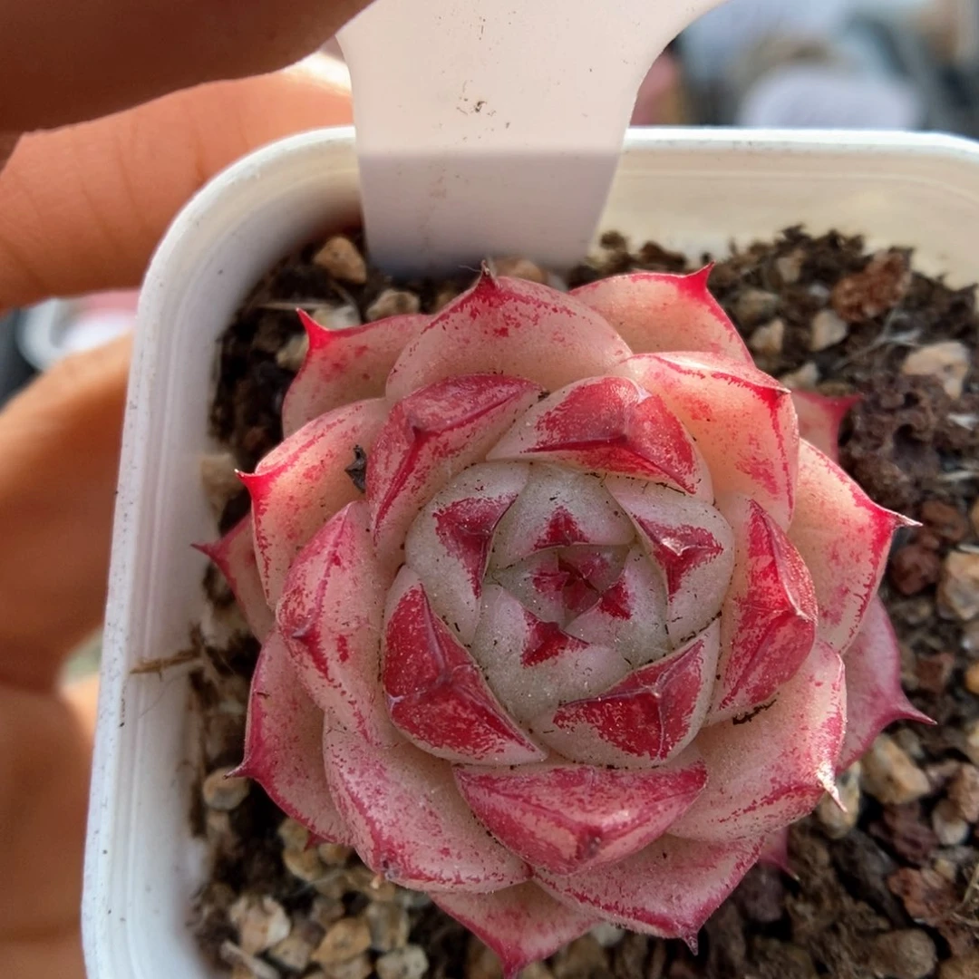 边线麦秆可拍939号。