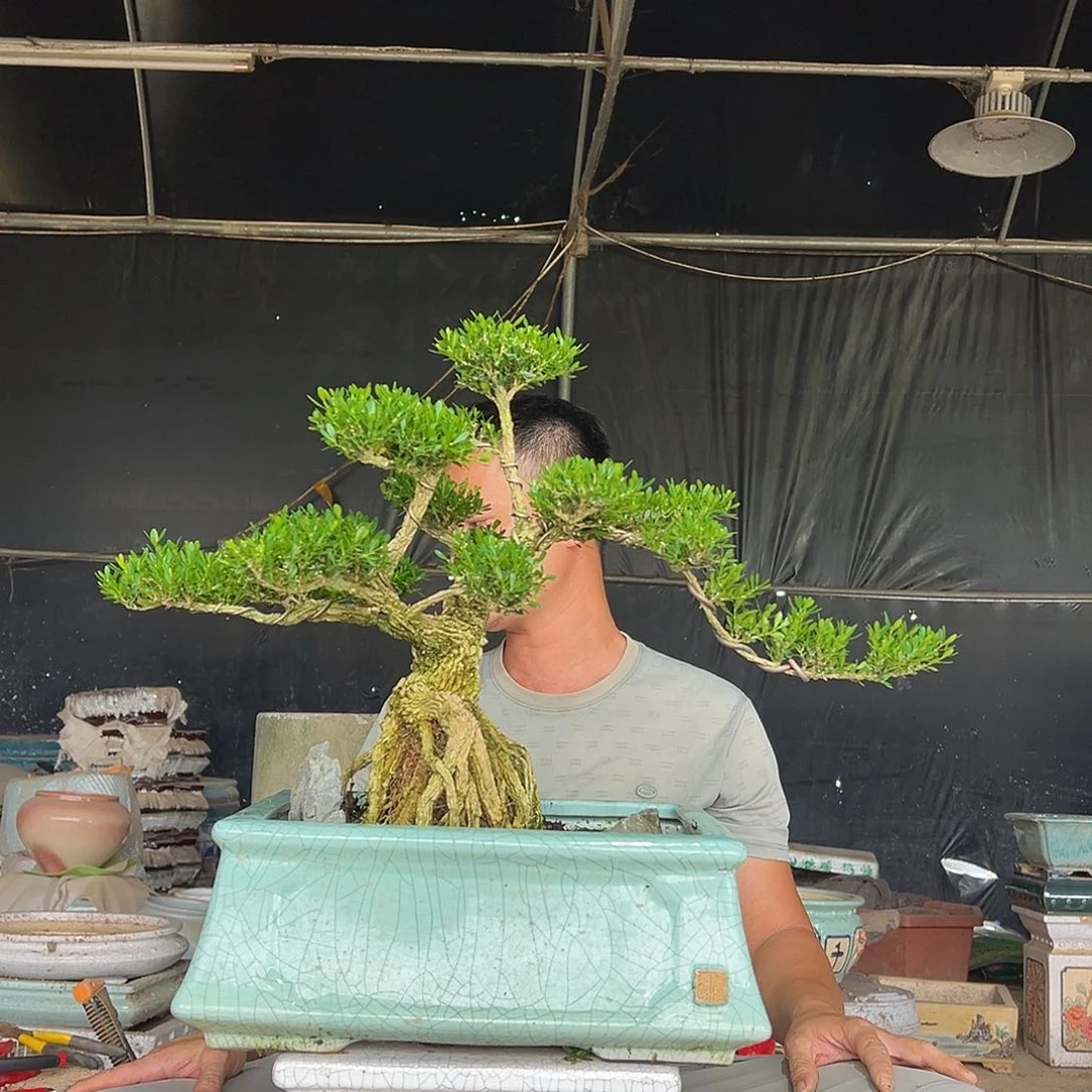 无花朵广东雀舌黄杨盆景