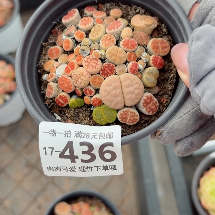 生石花多肉无盆土发货多