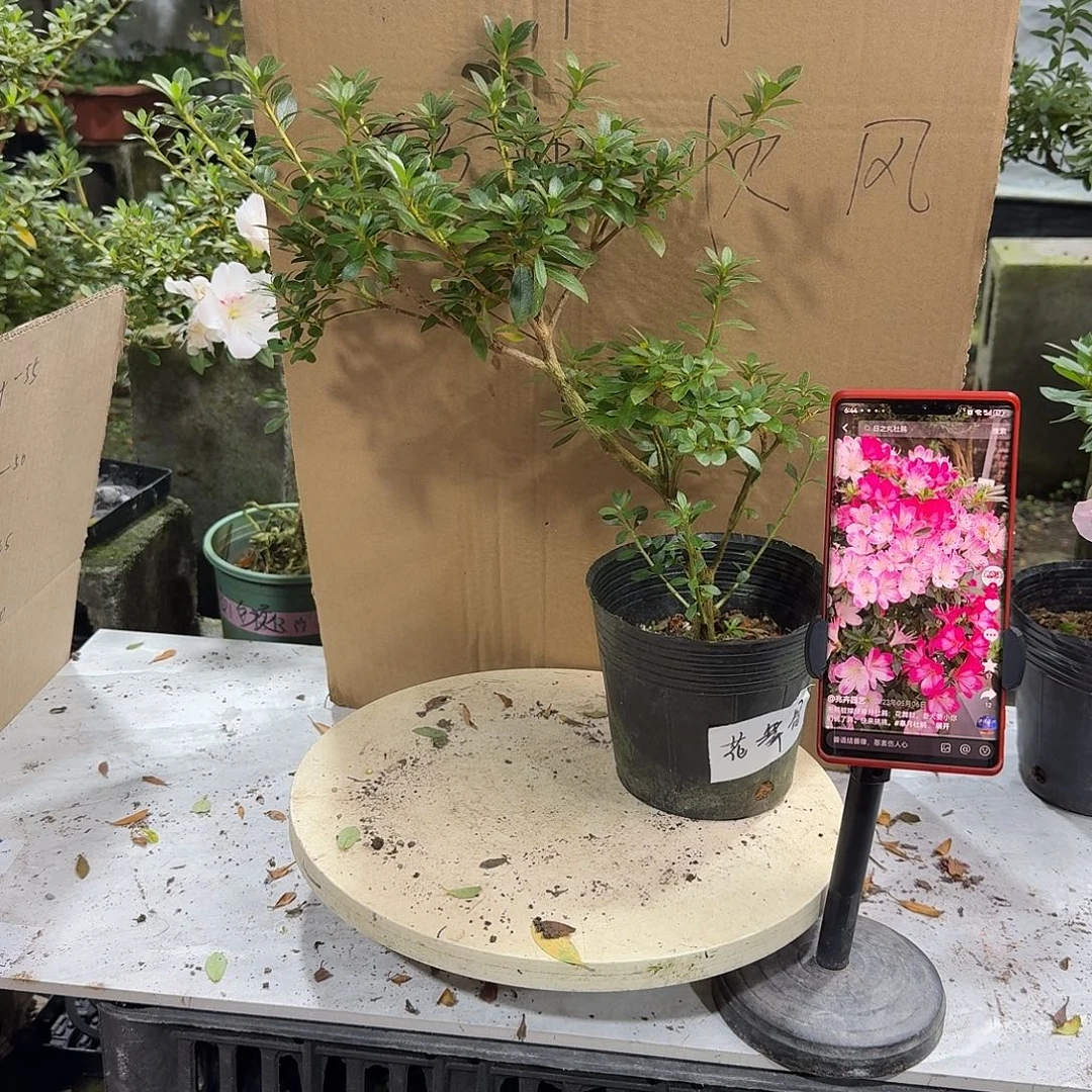 全部花苞花无骨杜鹃花