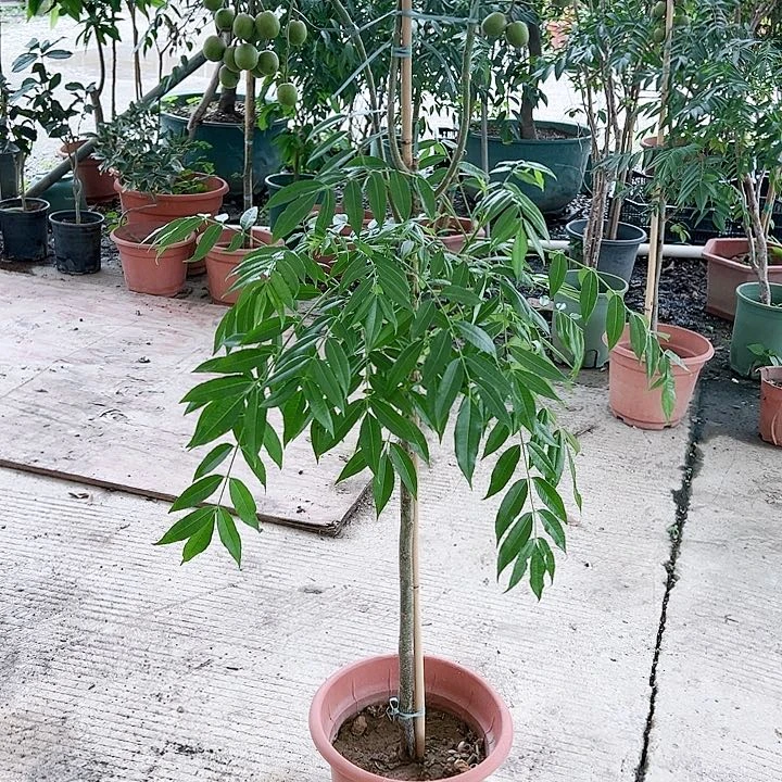 珍珠芭乐用****51345566666