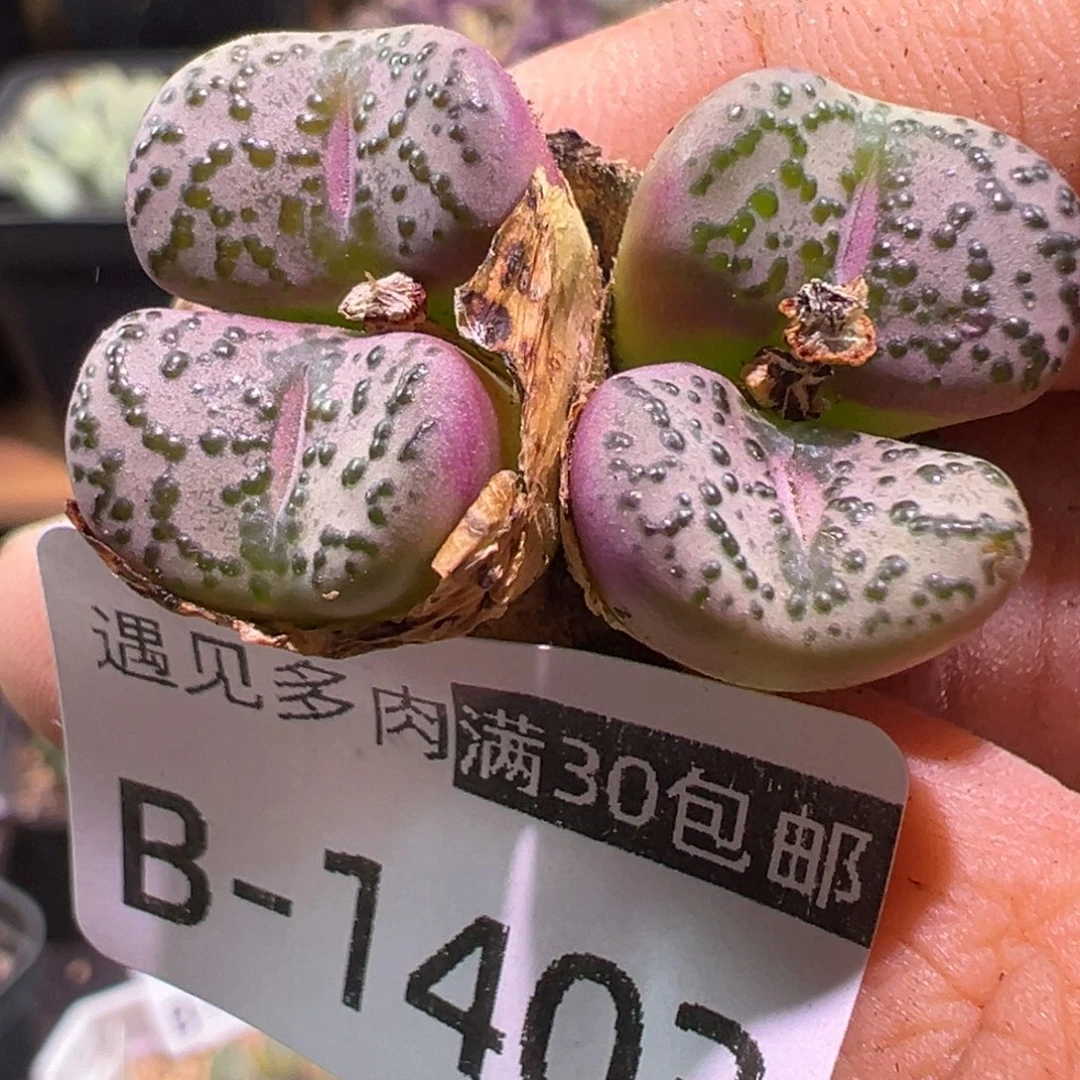 多肉植物1111111111111
