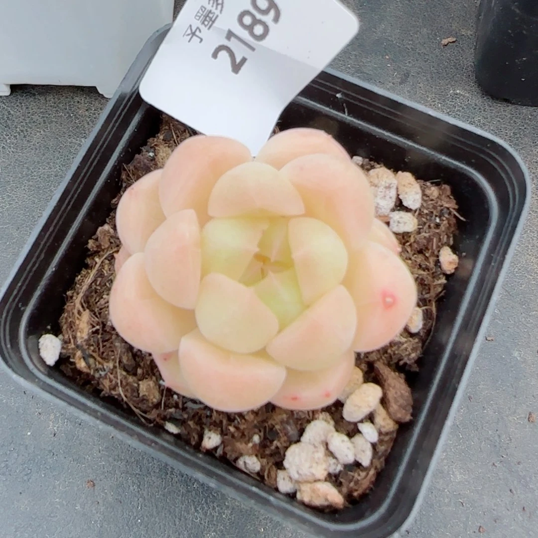 倾城珍妮，2189多肉植物