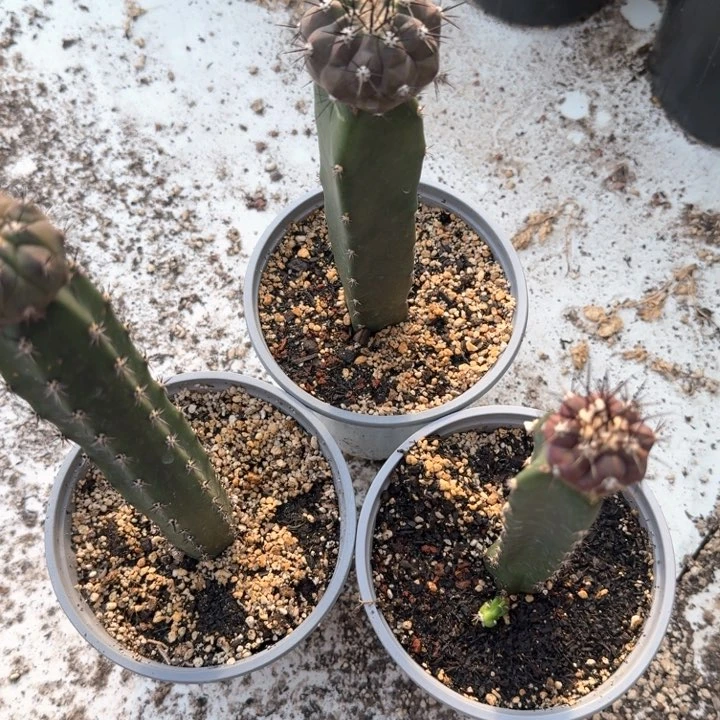 V***s苗接优选黑王三个仙人球