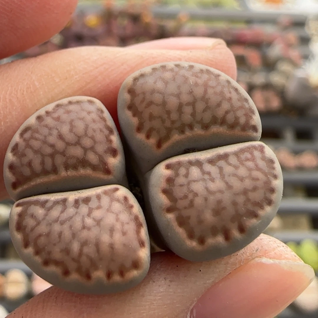 11.12号爱萌多肉清货脱土发福利8166