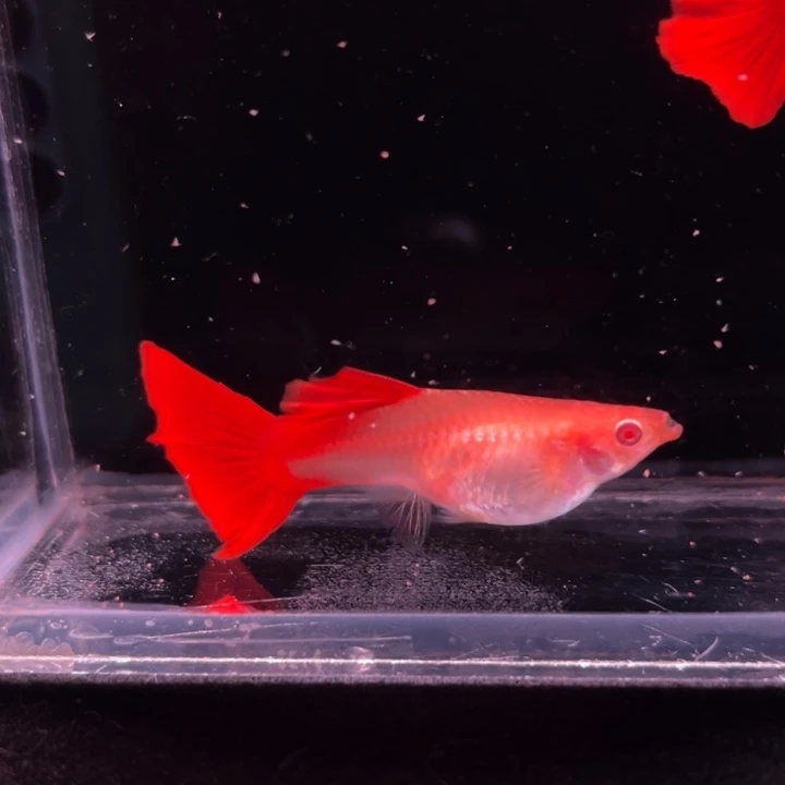 孔雀鱼大背血红种鱼1对
