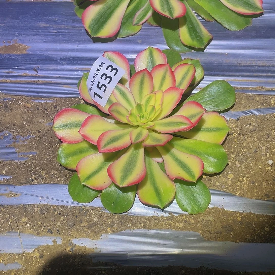 销****姐1533洛神多肉植物