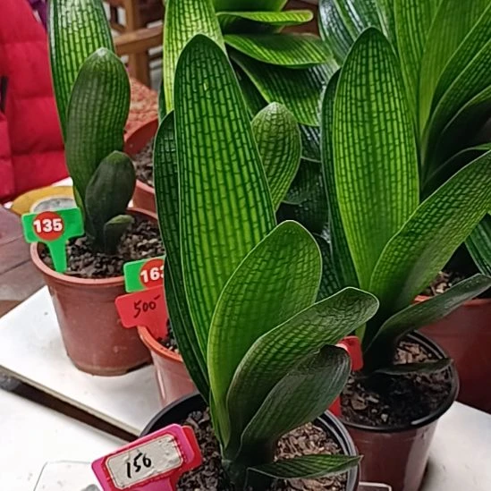 完全开放花花花花花花花花花花