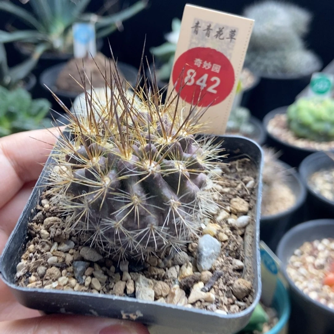 实生狂刺智利球4.1cm