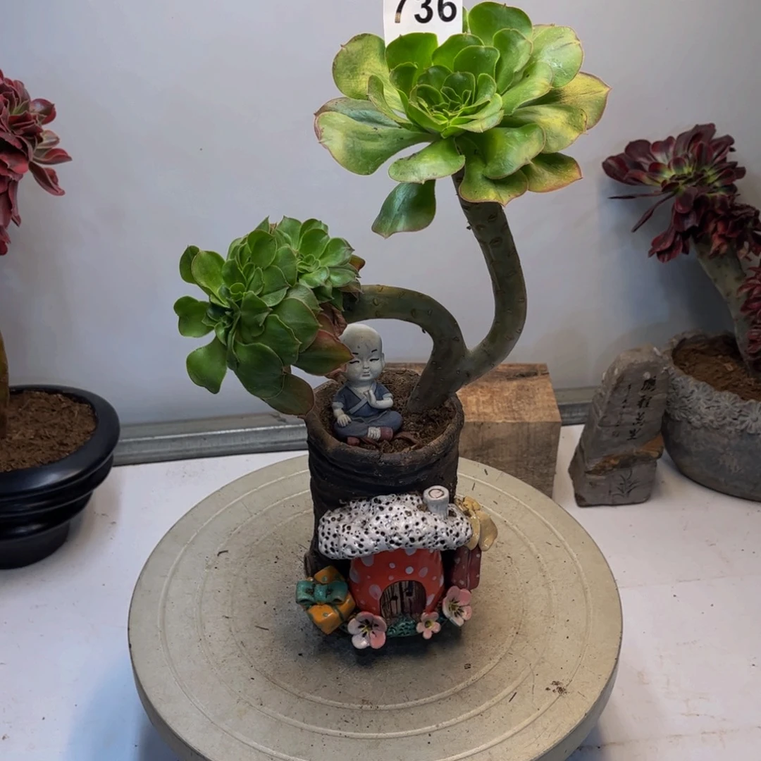 闫***姐多肉植物君美丽缀736