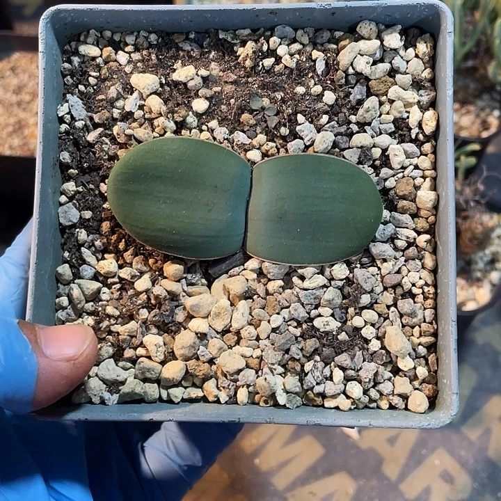 450产地蕾丝灯台百合