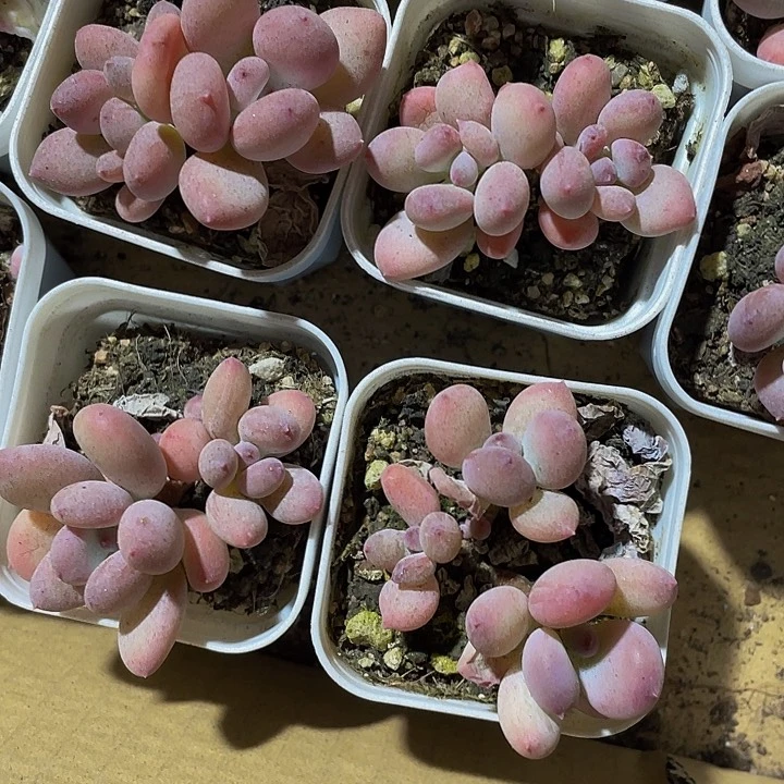 双头苹果奶3.8带盆